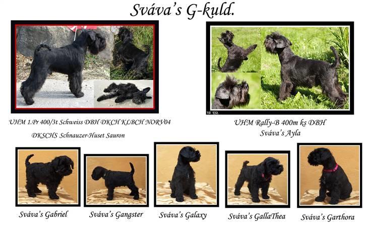Dvaergschnauzer Sváva's Ayla - Thea - Sváva´s G-kuld foråret 2010 billede 20