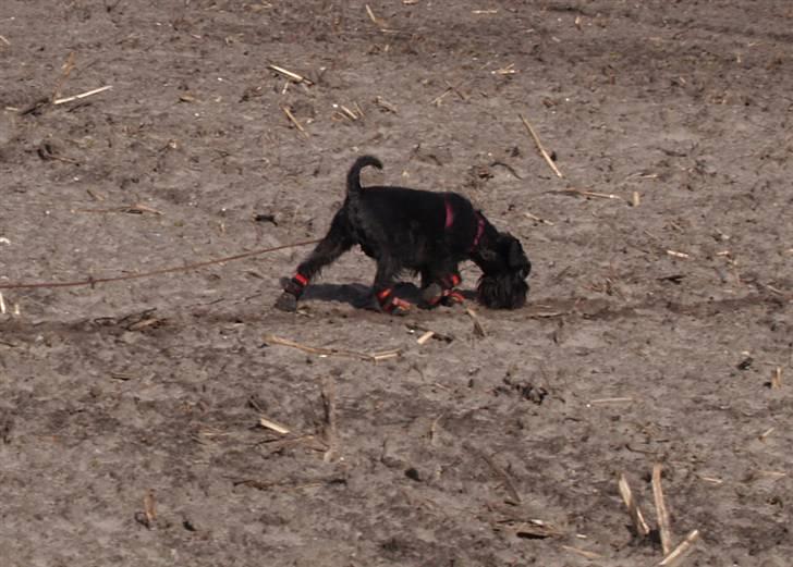 Dvaergschnauzer Sváva's Ayla - Thea - Thea på 1000 m barmarks-spor i foråret 2008 billede 10