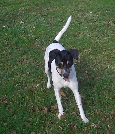 Dansk svensk gaardhund - Freja "Futte" billede 4