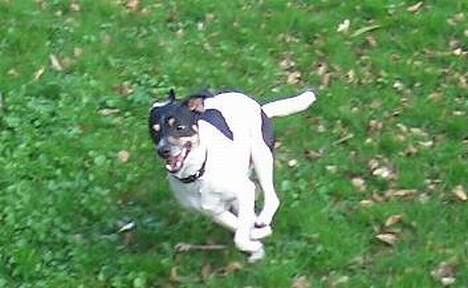 Dansk svensk gaardhund - Freja "Futte" billede 5