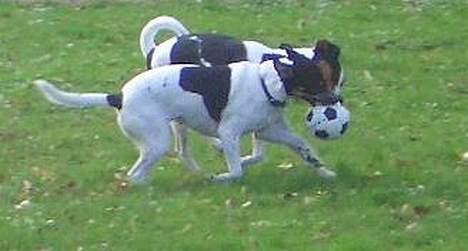 Dansk svensk gaardhund - Freja "Futte" billede 6