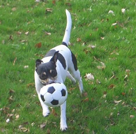 Dansk svensk gaardhund - Freja "Futte" billede 7