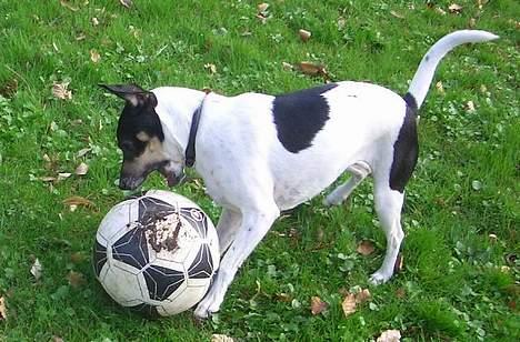 Dansk svensk gaardhund - Freja "Futte" billede 8