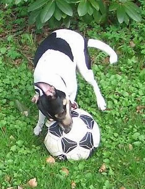 Dansk svensk gaardhund - Freja "Futte" billede 9