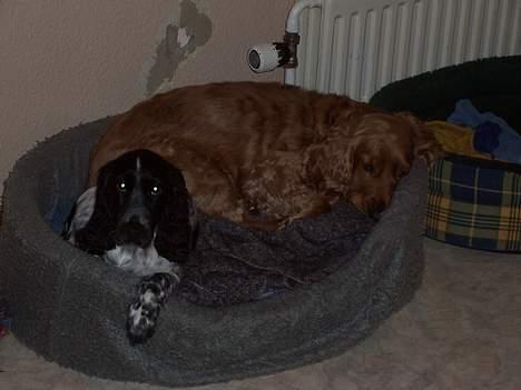 Cocker spaniel Freya - Hyggetid sammen med Lucy billede 6