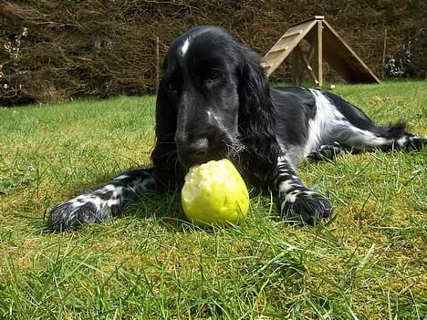 Cocker spaniel Freya - Uhmmm æblerne smager dejligt billede 7