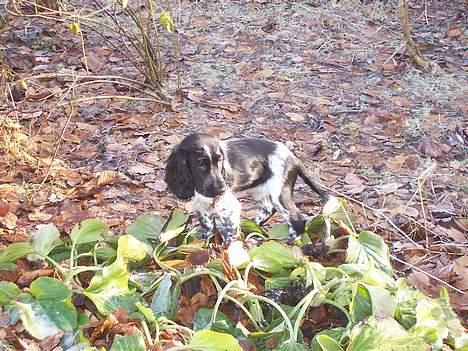 Cocker spaniel Freya - Leg i forårsbladene billede 9