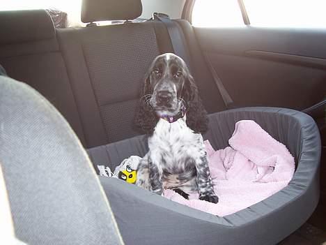 Cocker spaniel Freya - Her er jeg i min nye seng i bilen. billede 10