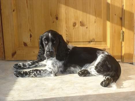 Cocker spaniel Freya - jeg nyder lige solen billede 11