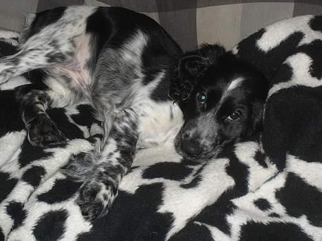 Cocker spaniel Freya - Camouflage! billede 12