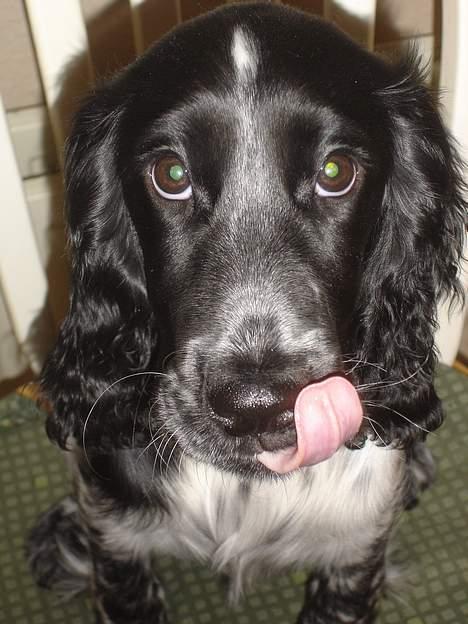 Cocker spaniel Freya - hi hi billede 13