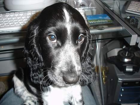 Cocker spaniel Freya - Jeg er fotomodel billede 14