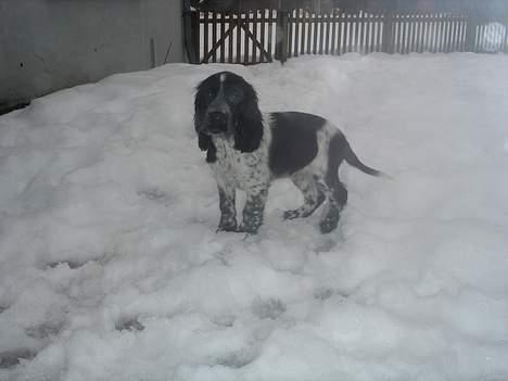 Cocker spaniel Freya - Hov, hvad er det for noget hvid noget der ligger på jorden! billede 15