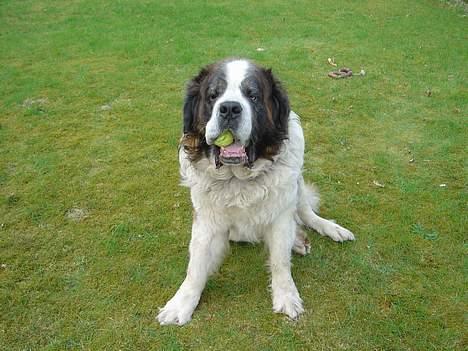 Sankt bernhardshund Hannibal - Her sidder jeg :] billede 13