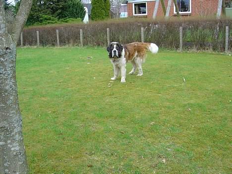 Sankt bernhardshund Hannibal - Kom nu ! :] billede 14