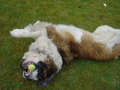 Sankt bernhardshund Hannibal - Hanni leger med pølser :] billede 16