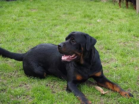 Rottweiler Mr.ChesterField  (09) billede 13