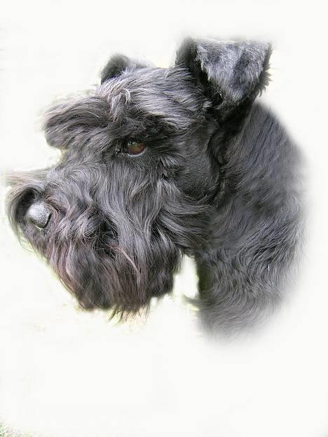 Dvaergschnauzer Laban - Her er jeg så, Laban! billede 1