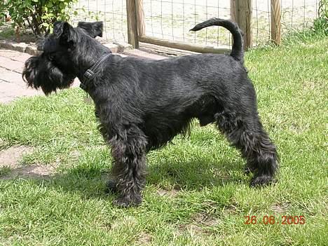 Dvaergschnauzer Laban billede 2