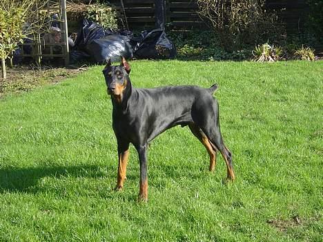 Dobermann ROCKY billede 11