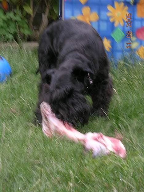 Dvaergschnauzer Laban - Dejligt med et lille kødben billede 3