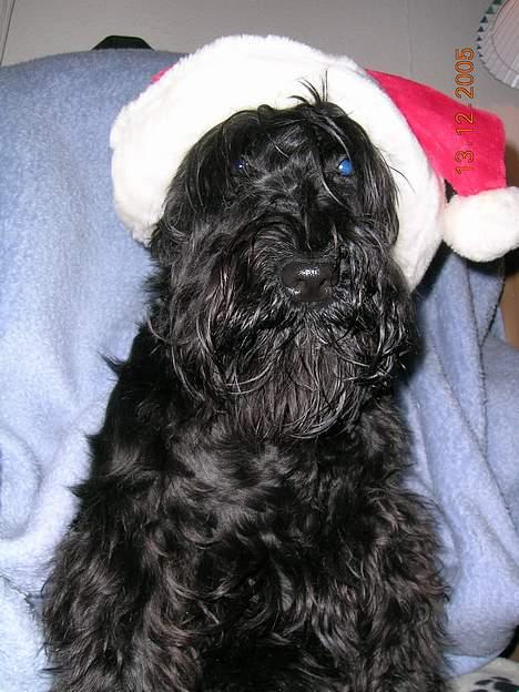 Dvaergschnauzer Laban - Jeg har også min egen nissehue. billede 4