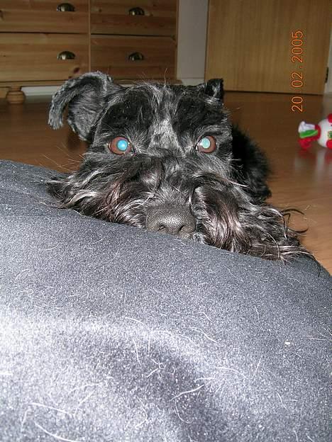 Dvaergschnauzer Laban - Tager lige en slapper billede 5