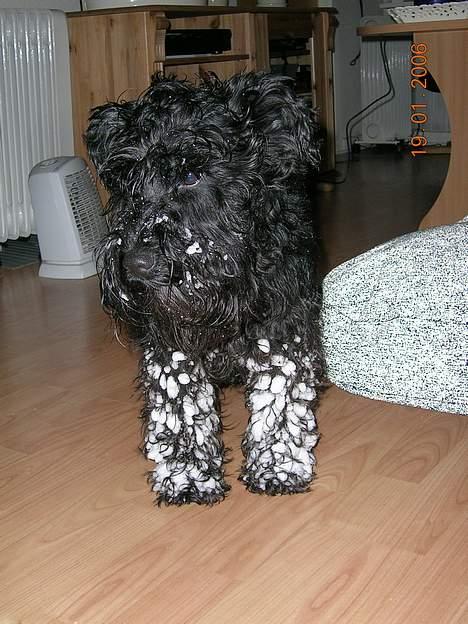 Dvaergschnauzer Laban - Vil så gerne være sort/sølv billede 6