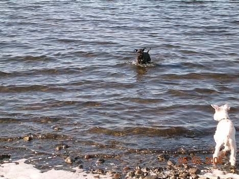 Dvaergschnauzer Laban - Elsker at svømme billede 7