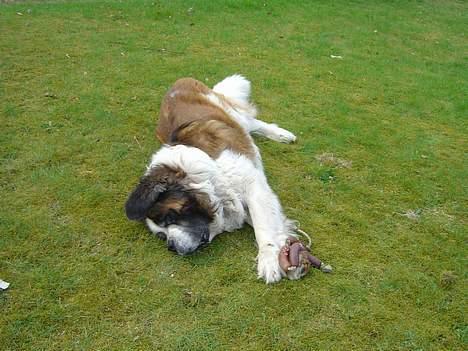 Sankt bernhardshund Hannibal - Jeg spiller død :] billede 17