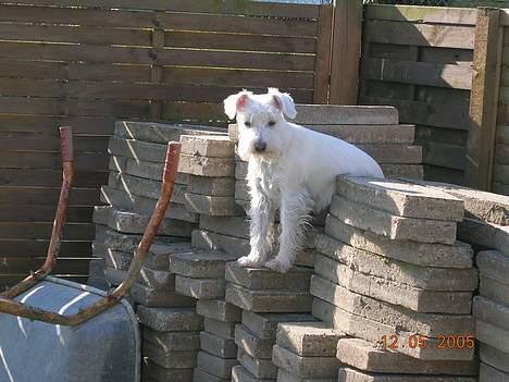 Dvaergschnauzer Egon - Vupti, her kan jeg da godt sidde. billede 2