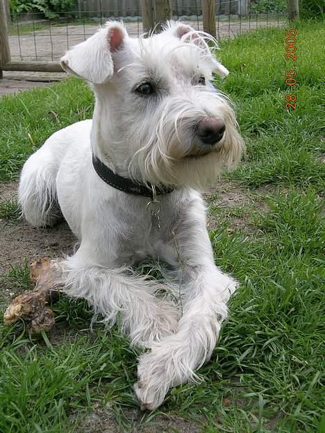 Dvaergschnauzer Egon - Nyder lige det dejlige vejr i haven. billede 3