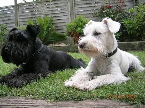Dvaergschnauzer Egon - Her er jeg så sammen med min storebror, Laban. billede 4