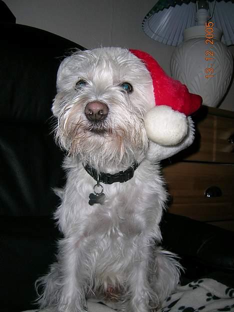 Dvaergschnauzer Egon - Julehumør billede 5