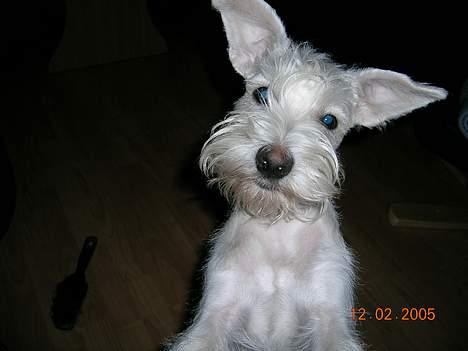 Dvaergschnauzer Egon - Er jeg ikke flot?? billede 6