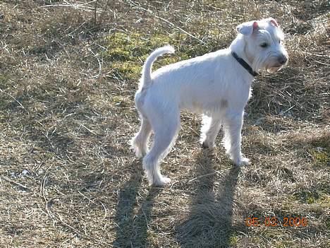 Dvaergschnauzer Egon billede 7