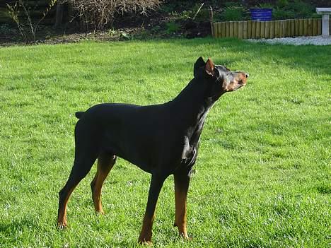 Dobermann ROCKY billede 13