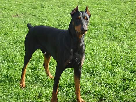Dobermann ROCKY billede 14