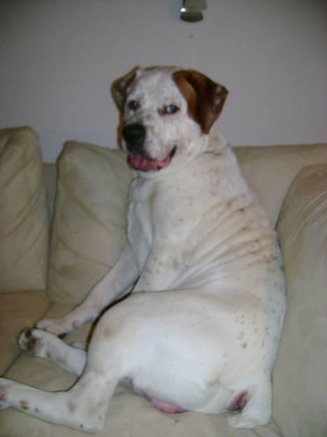 Blanding af racer Dmitri - man sidder sørme godt i denne sofa... billede 11