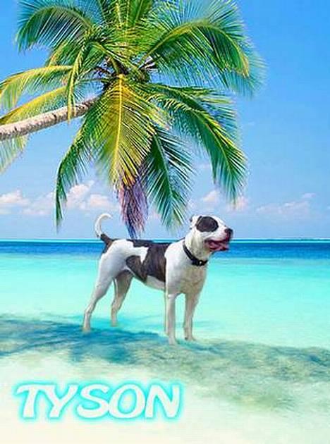 Amerikansk bulldog Erikssons Cassius Clay,  - tyson på stranden. tak til team (er med i alle team) jeannie N billede 19