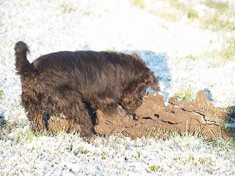 Dvaergschnauzer Sváva's Bioccolo - Tarzan - Tarzan fanger muldvarpe  billede 5