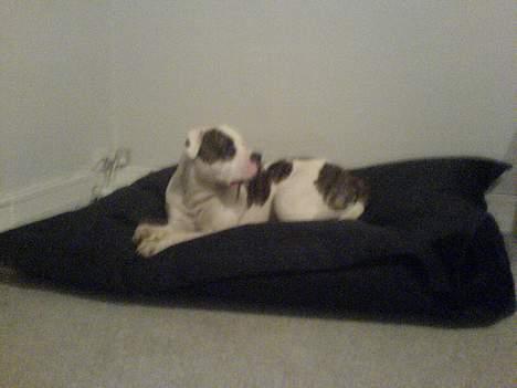 Amerikansk bulldog Erikssons Cassius Clay,  - tysons kæmpe hunde seng med kugler i billede 20