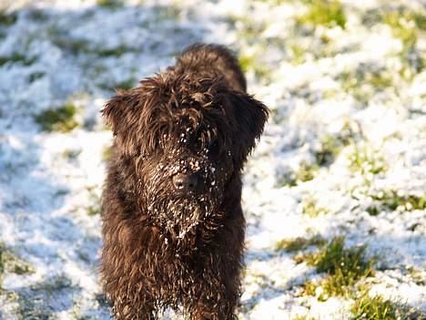 Dvaergschnauzer Sváva's Bioccolo - Tarzan - Sneskæg ;-) billede 6