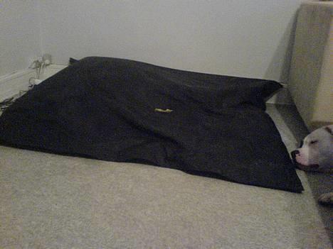 Blanding af racer Dmitri - se min hunde seng med kugler i.. billede 12