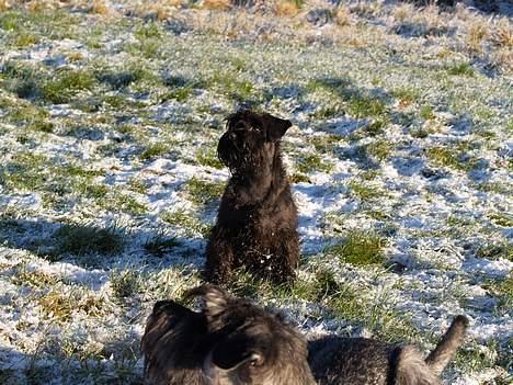 Dvaergschnauzer Coelio's Evita - Tikki - Tikki kigger på mens der blir fotograferet;-) billede 9