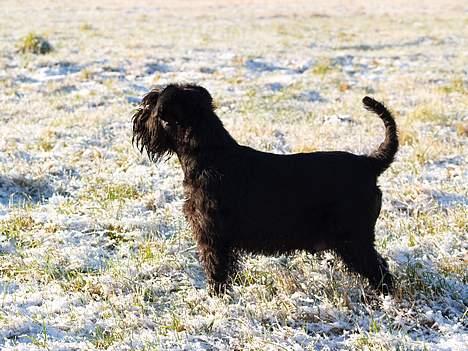 Dvaergschnauzer Coelio's Evita - Tikki billede 10