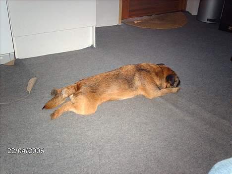 Border terrier Buster Oregon Mortensen - Ta`r en slapper billede 10