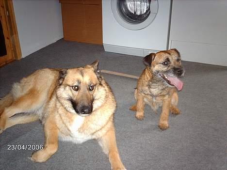 Border terrier Buster Oregon Mortensen - Veninde besøg billede 11