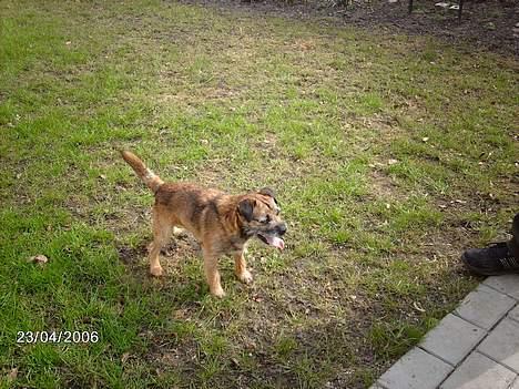 Border terrier Buster Oregon Mortensen - Kigger på Yassie billede 12
