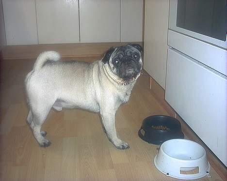 Mops "Cæs" - Cæs får sit første måltid i Munkebo billede 1